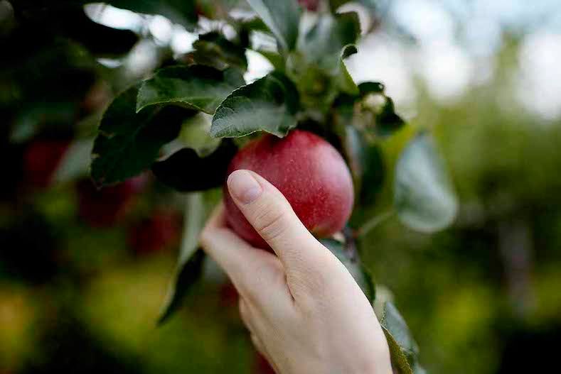 picking an apple from a tree